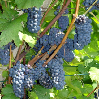 Vinná réva Leon Millot, sadenica v 2-3l nádobe, 40-60 cm